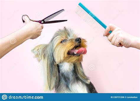 Tijeras De Corte De Pelo Y Peine Mascota Recibe Tratamientos De