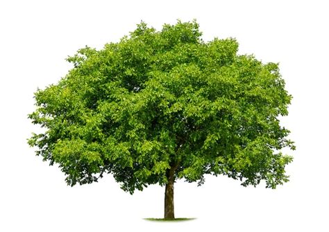 Tree Stock Photos Royalty Free Tree Images Depositphotos