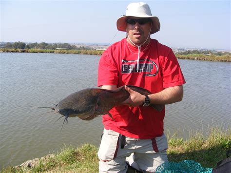 Pictures And Photographs Of The South African Barbel Sharptooth Catfish