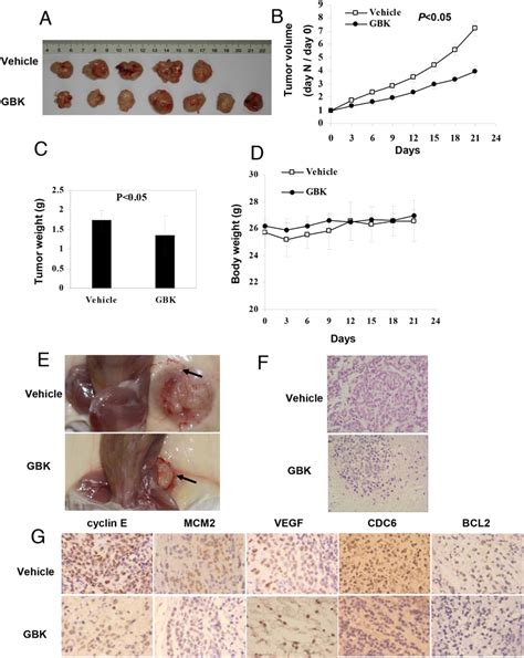 In Vivo Antitumor Effects Of Gbk On Nodscid Mice Bearing Mcf 7 Cells