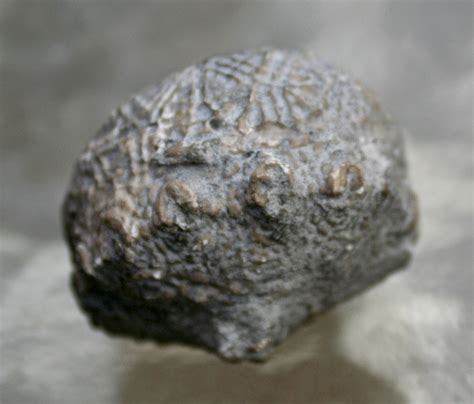 Louisville Fossils and Beyond: Dolatocrinus triangulatus? Crinoid Calyx ...