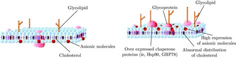 Schematic Diagrams Of Membrane Structure Of Mammalian Cells Compared Download Scientific