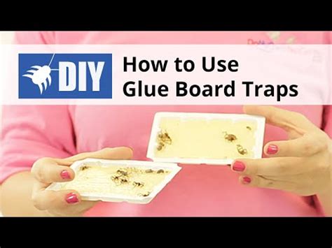 How To Use Glue Board Traps for Insect and Rodent Pests Video | DoMyOwn.com