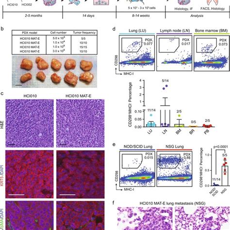 Pdx Tumor Sphere Cells Maintain Tumorigenic Potential And Form