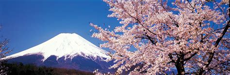 Mt Fuji Cherry Blossoms Yamanashi Japan Photograph by Panoramic Images ...