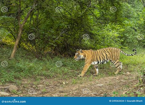 Wild Bengal Female Tiger Side Profile Tail Up In Natural Scenic Green