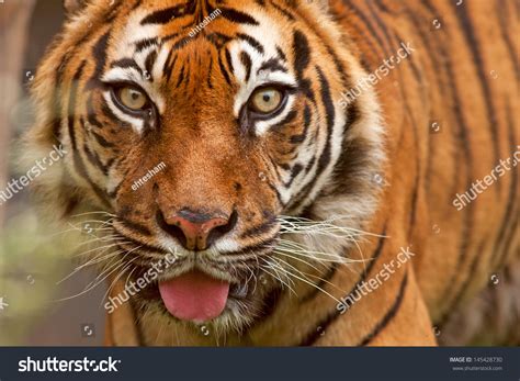 Roaring Sumatran Tiger Stock Photo 145428730 : Shutterstock