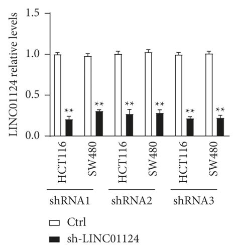 Knockdown Of LINC01124 Inhibited Cell Proliferation In Vitro A The