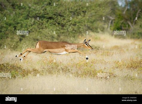 Antelope jumping hi-res stock photography and images - Alamy