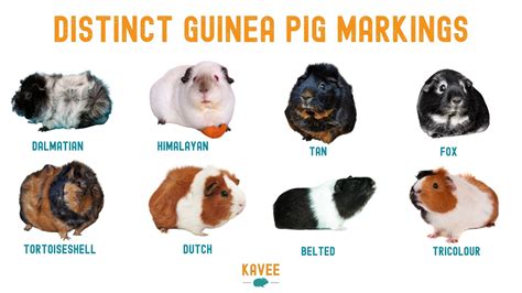 The Ultimate Guide To Guinea Pig Breeds Markings And Colors 2024