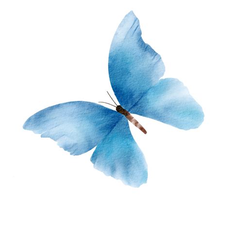 Watercolor Blue Butterfly Png My XXX Hot Girl