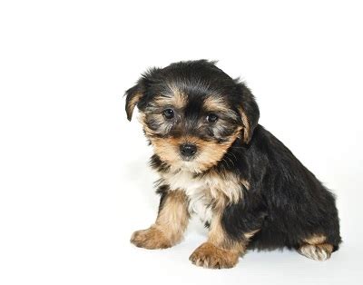 How To Sell Puppies Online Tips Tricks Pup Junkies