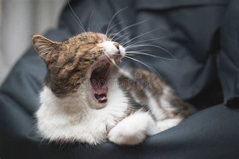 191 British Shorthair Cat Yawning Stock Photos Free Royalty Free