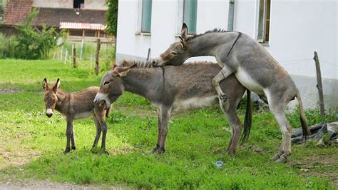 Donkey Mating First Time 2 Donkey Mating Video 2023 YouTube