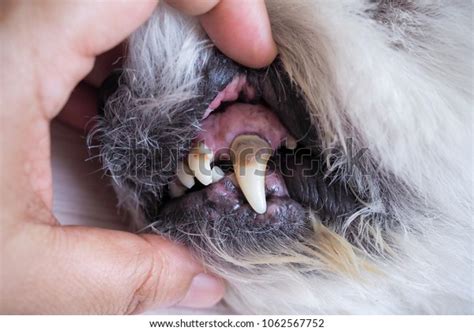 922 Dog With Bad Teeth Stock Photos, Images & Photography | Shutterstock