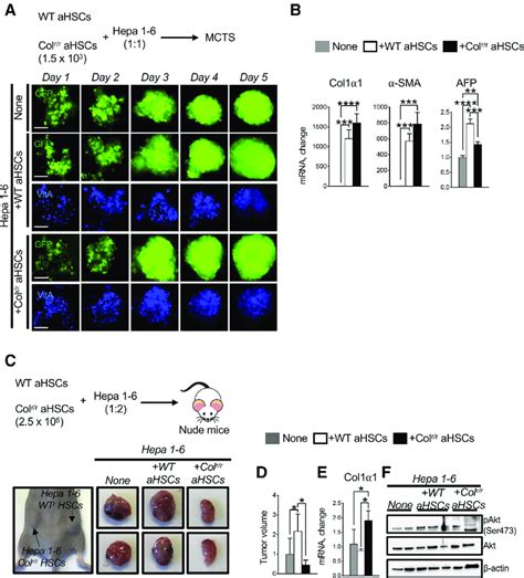 Hepa Cell Growth Is Accelerated In The Presence Of Wild Type Wt