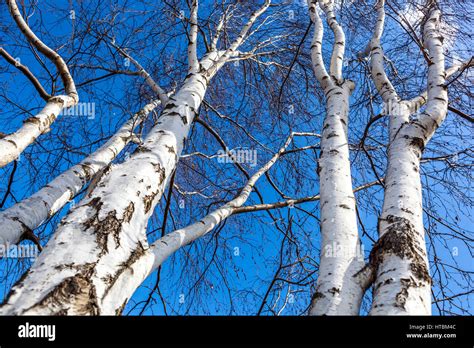 Betula Pendula East Asian White Birch Trees Silver Birch Or Warty