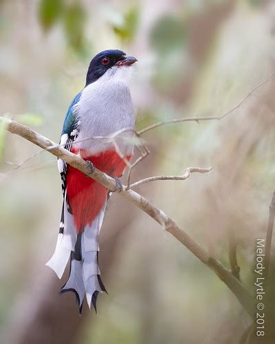 Cuban Trogon Endemic Priotelus Temnurus Cuba March 2018 Flickr