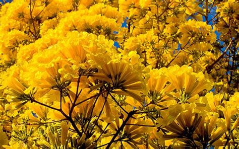 Sementes De Ipê Amarelo Tabebuia Ochracea Cham Standl Sementes