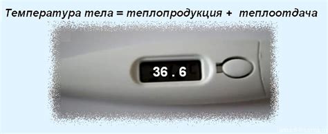 Теплорегуляция | Дистанционные уроки