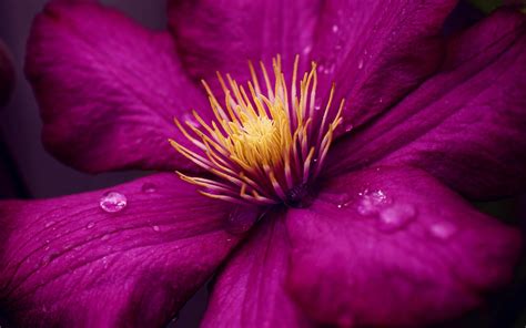 Hintergrundbilder Pinke Blumen Fotografie Lila Wassertropfen