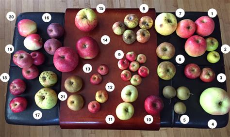 The Flavor Of 22 Heirloom Apples Reviewed Heavy Table