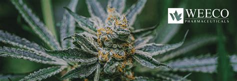 Weeco Pharmaceuticals