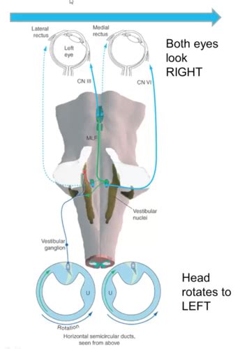 ANA 500 Vestibular System Flashcards Quizlet