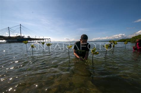 TANAM MANGROVE PERINGATI HARI BUMI ANTARA Foto