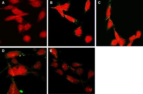 Representative Fluorescence Images Magnification Of Mo