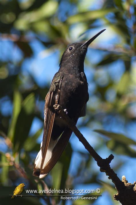 Aves Del Nea Beija Flor Preto Black Jacobim Florisuga Fusca