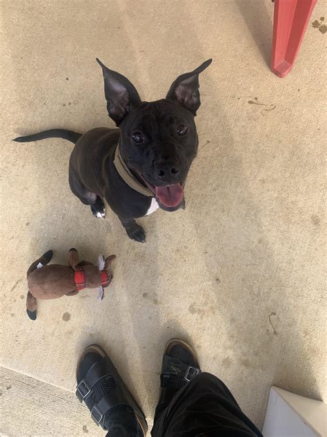 Miniatuur Pitbull Mix