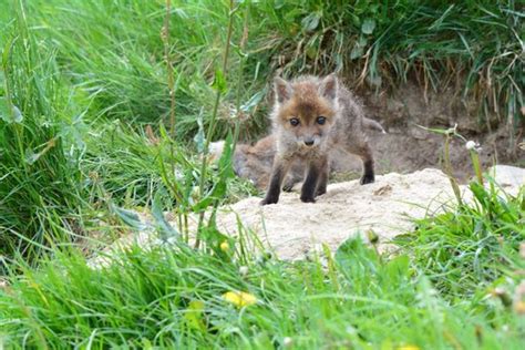 Fuchsbabys Images – Browse 9 Stock Photos, Vectors, and Video | Adobe Stock
