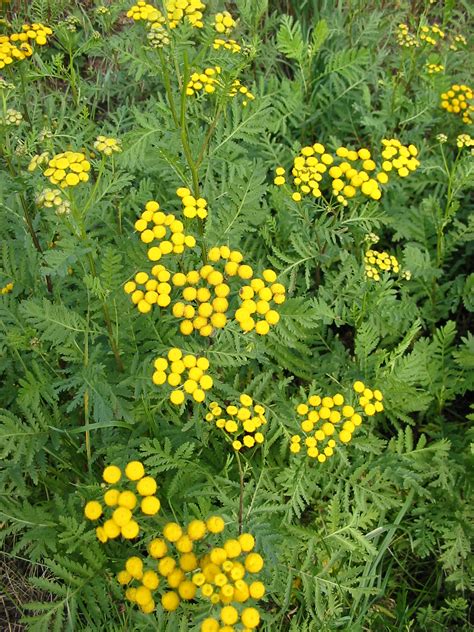 nefaeria: Wortcunning: Common Tansy (Tanacetum vulgare)