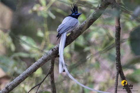 Indian Paradise Flycatcher Terpsiphone Paradise Birds Of Gujarat