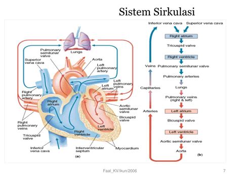 Ppt Fisiologi Jantung Powerpoint Presentation Free Download Id3284507