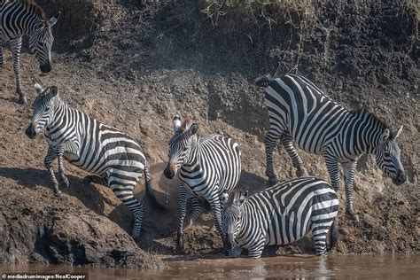 Crocodile in Kenya clamps its jaws down on zebra's mouth before ...