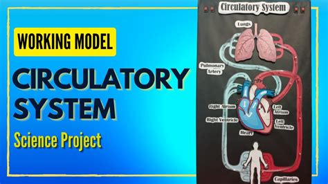 Circulatory System Working Model Science Project Circulatory System Project Human Heart