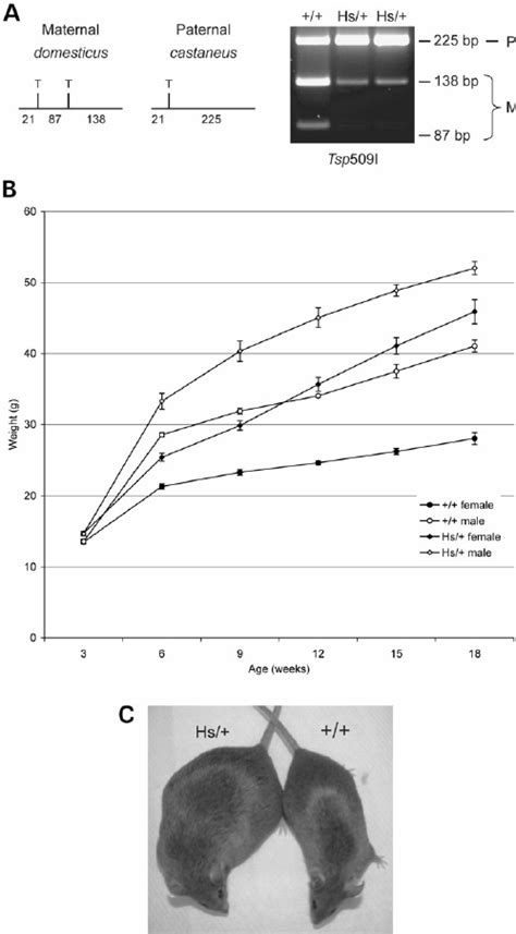 Maternal Expression Of The SnrpnUbe3a As Transcript Represses Maternal