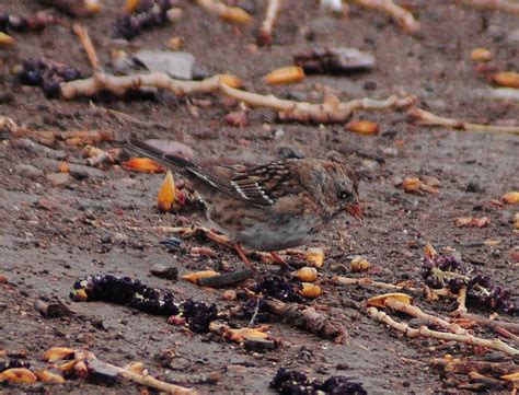 Воробьиная овсянка x Лесная зонотрихия (гибрид) - eBird