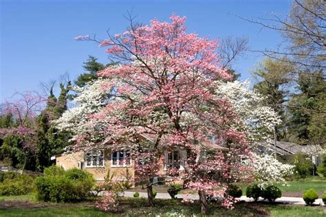 Are There Dwarf Dogwood Trees