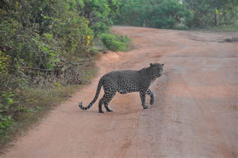 Leopard Free Stock Photo Public Domain Pictures