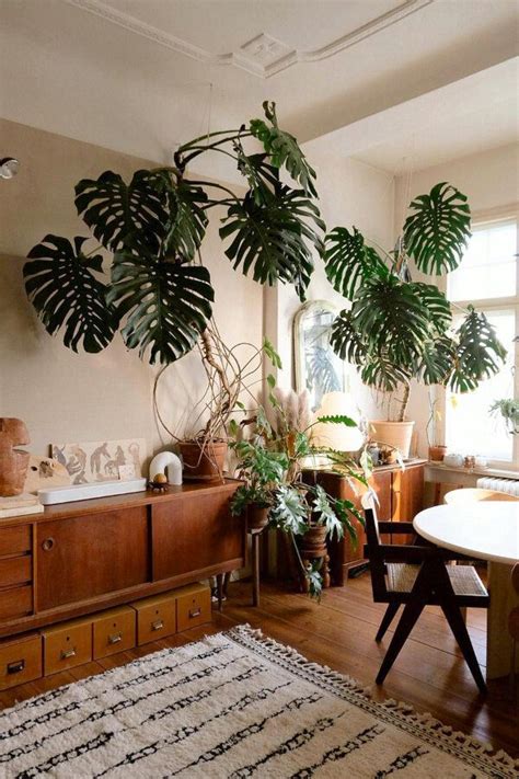 Monstera Deliciosa Care [Soil, Watering, Repotting, Fertilizing ...