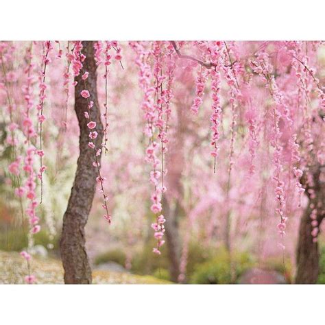 Of The Most Beautiful Japanese Cherry Blossom Photos Of Liked