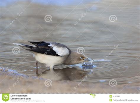 White Shouldered Starling Stock Image Image Of Starling 51423581