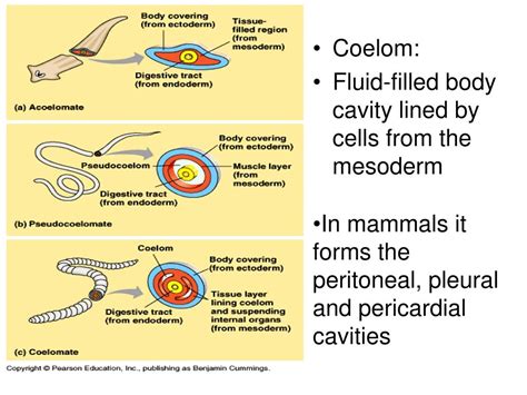 Ppt Coelom Fluid Filled Body Cavity Lined By Cells From The Mesoderm