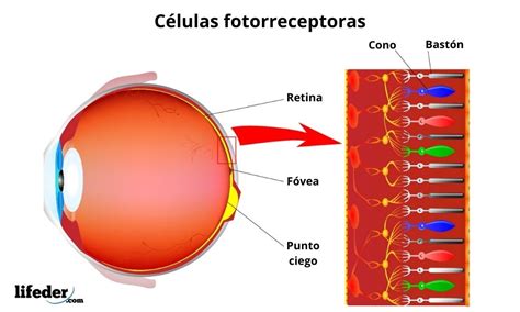 Receptores sensoriales clasificación fisiología características