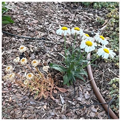 Any Idea Why Half Of This Daisy Died Rplantclinic