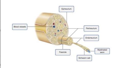 Drag The Labels To Identify The Structural Components Of A Peripheral