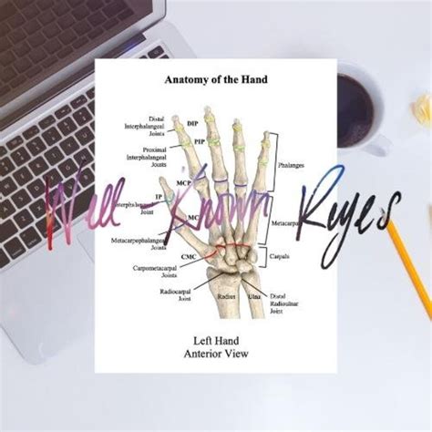 Anatomy Of The Hand Worksheet Study Guide Bones Joints Anterior